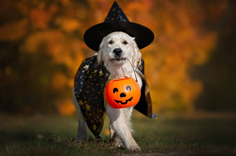 Halloween Weekends Photo