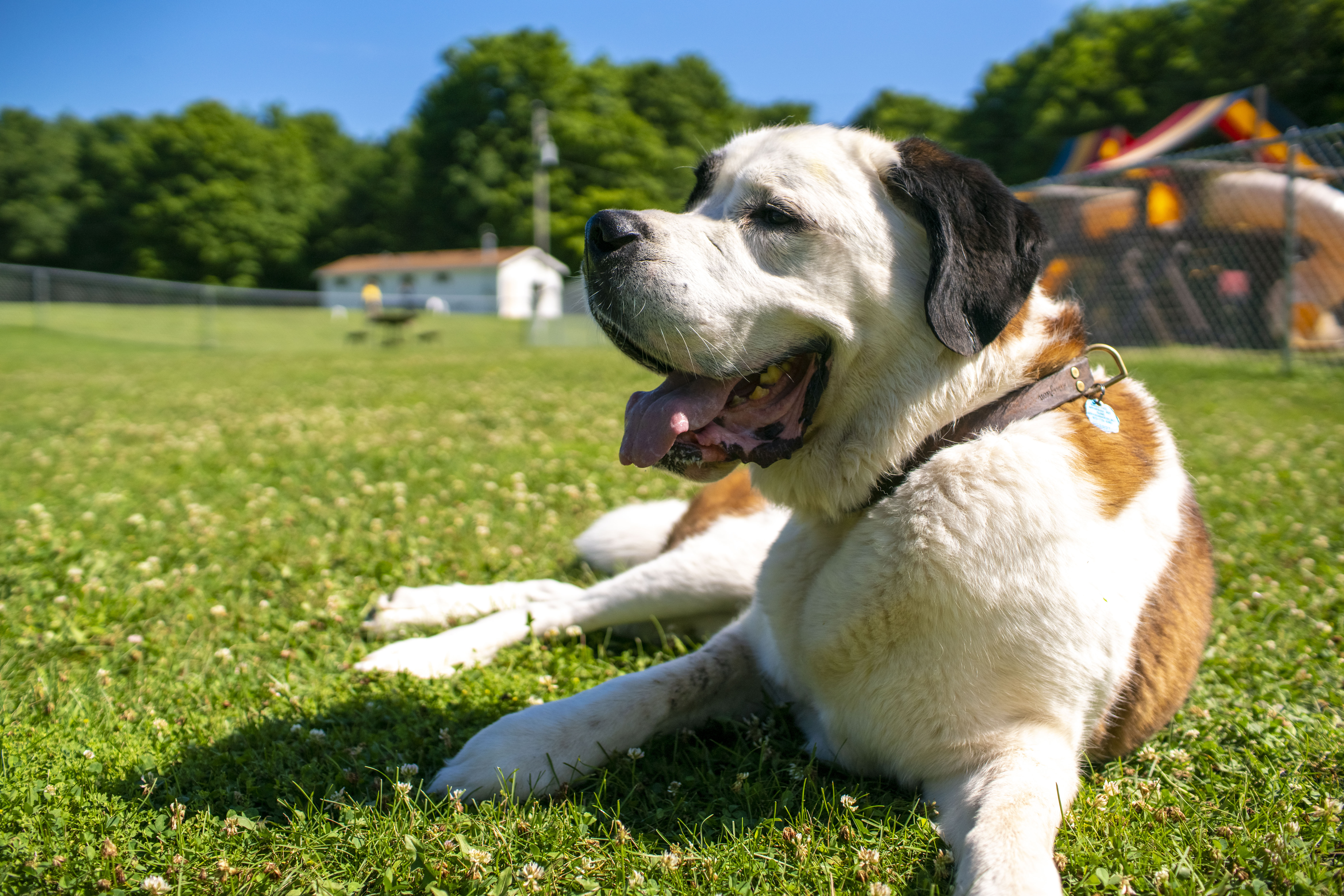 Pet Camper Weekend #2 - Photo 2