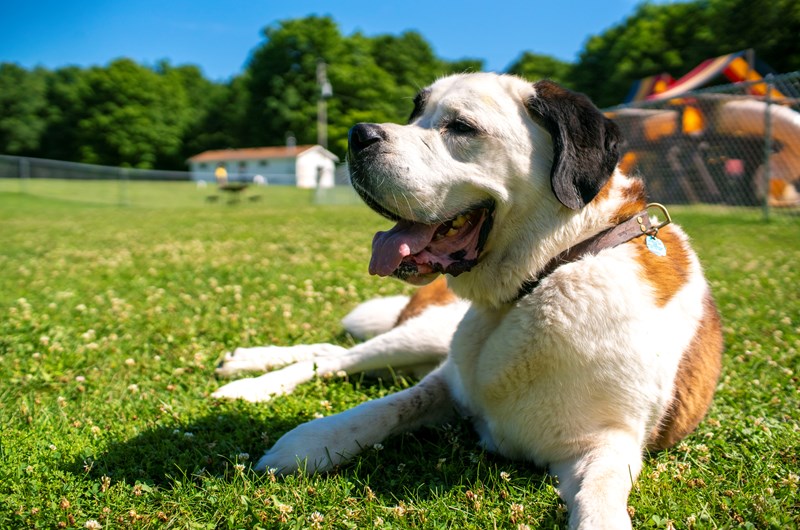 Pet Weekend Photo
