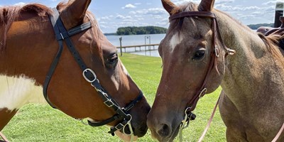 Meet Wheeler Lake KOA's Horses!