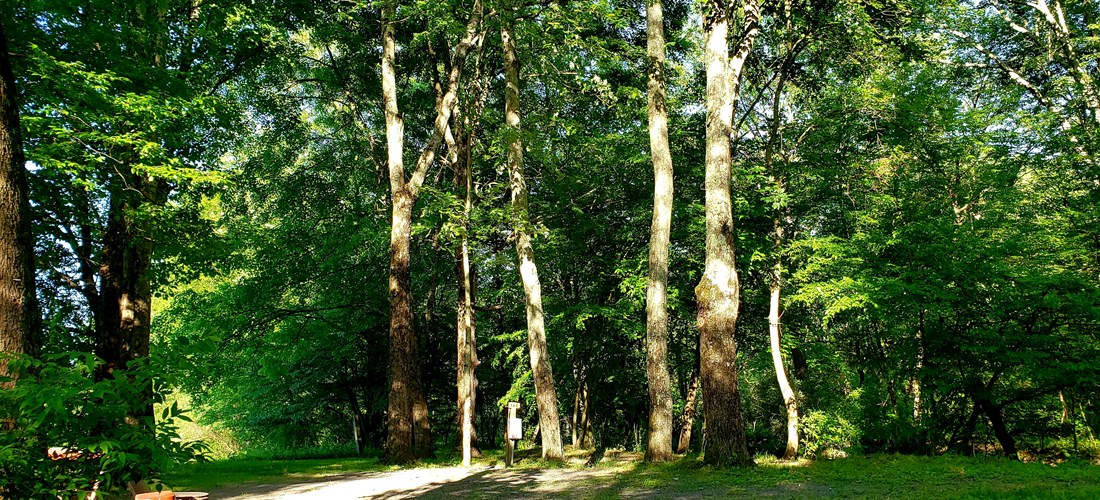 Spacious shady sites