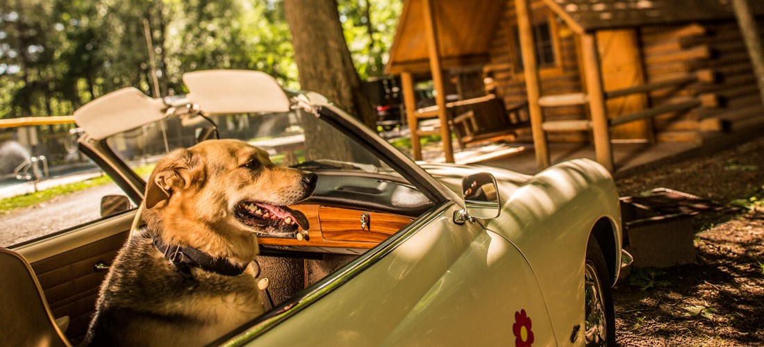 Pet-friendly rustic cabin - photo by Kampgrounds of America, Inc.