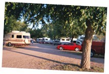 Mature trees in some sites