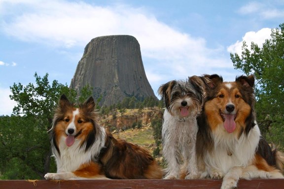 Dog Run
