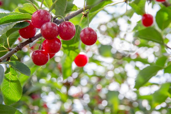 Cherry Orchards