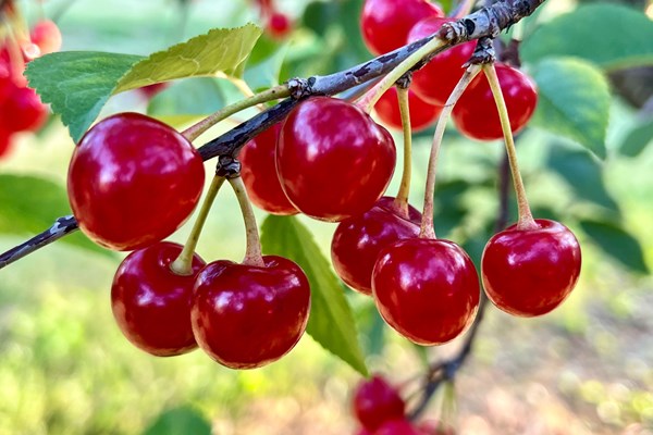 Cherry Picking Season Photo