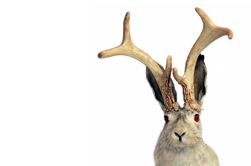 Jackalope Days Photo