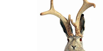 Jackalope Days