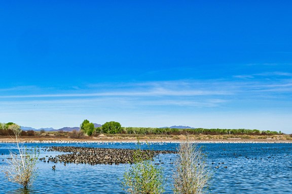 Cibola National Wildlife Refuge