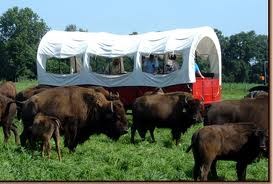 Cook's Bison Ranch