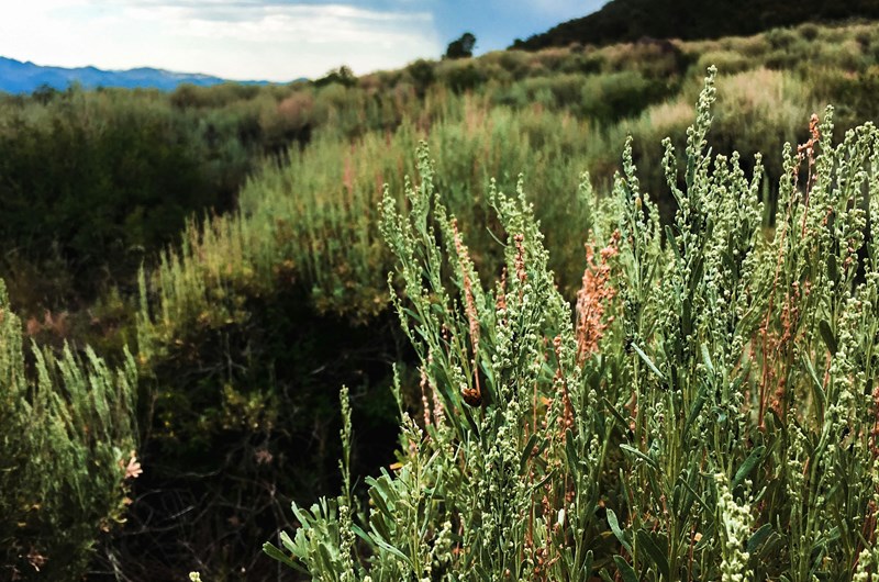 Secrets of the Sagebrush Photo
