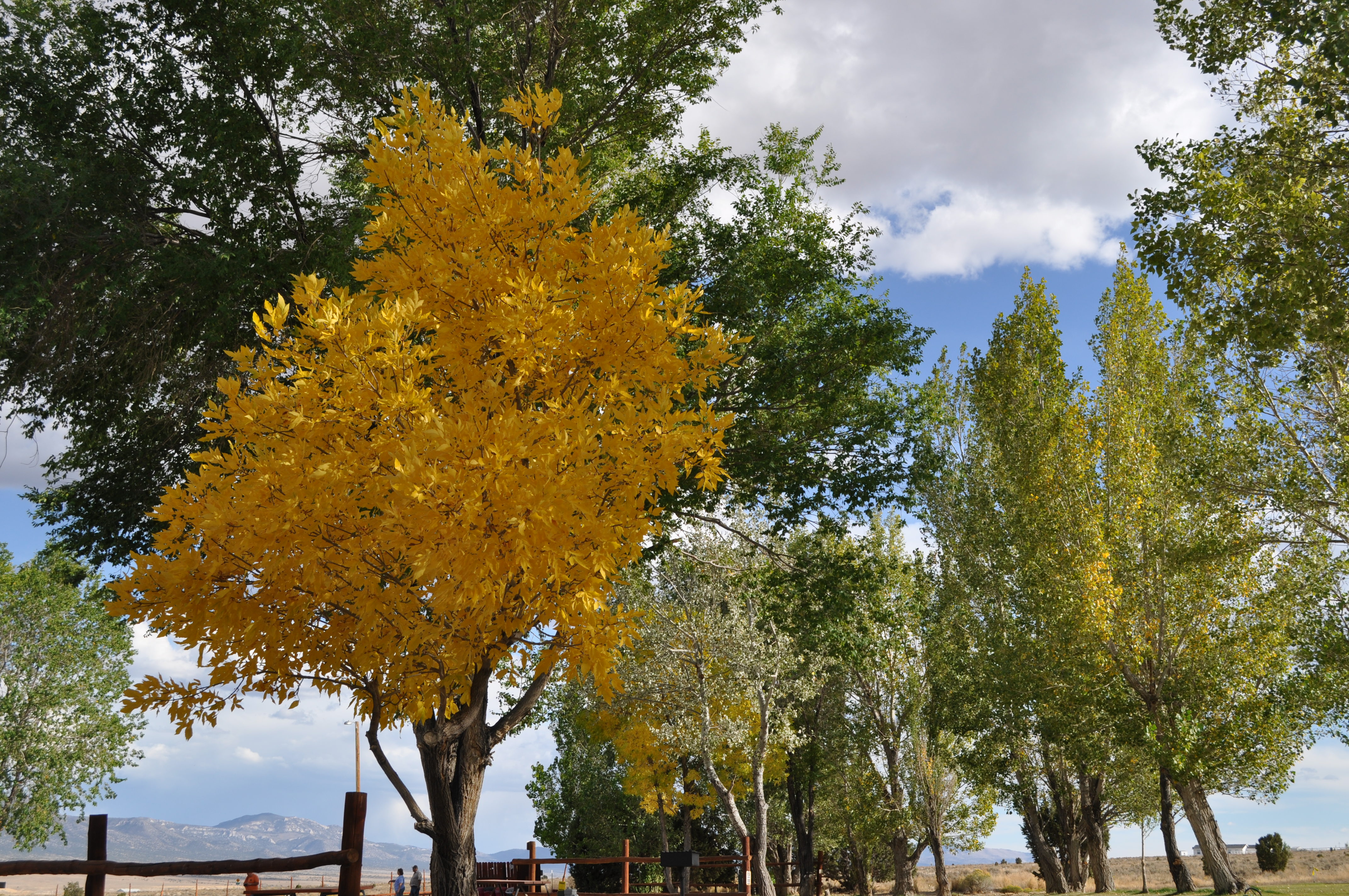 How to get to the Nevada Northern Railway Museum in Ely, Nevada