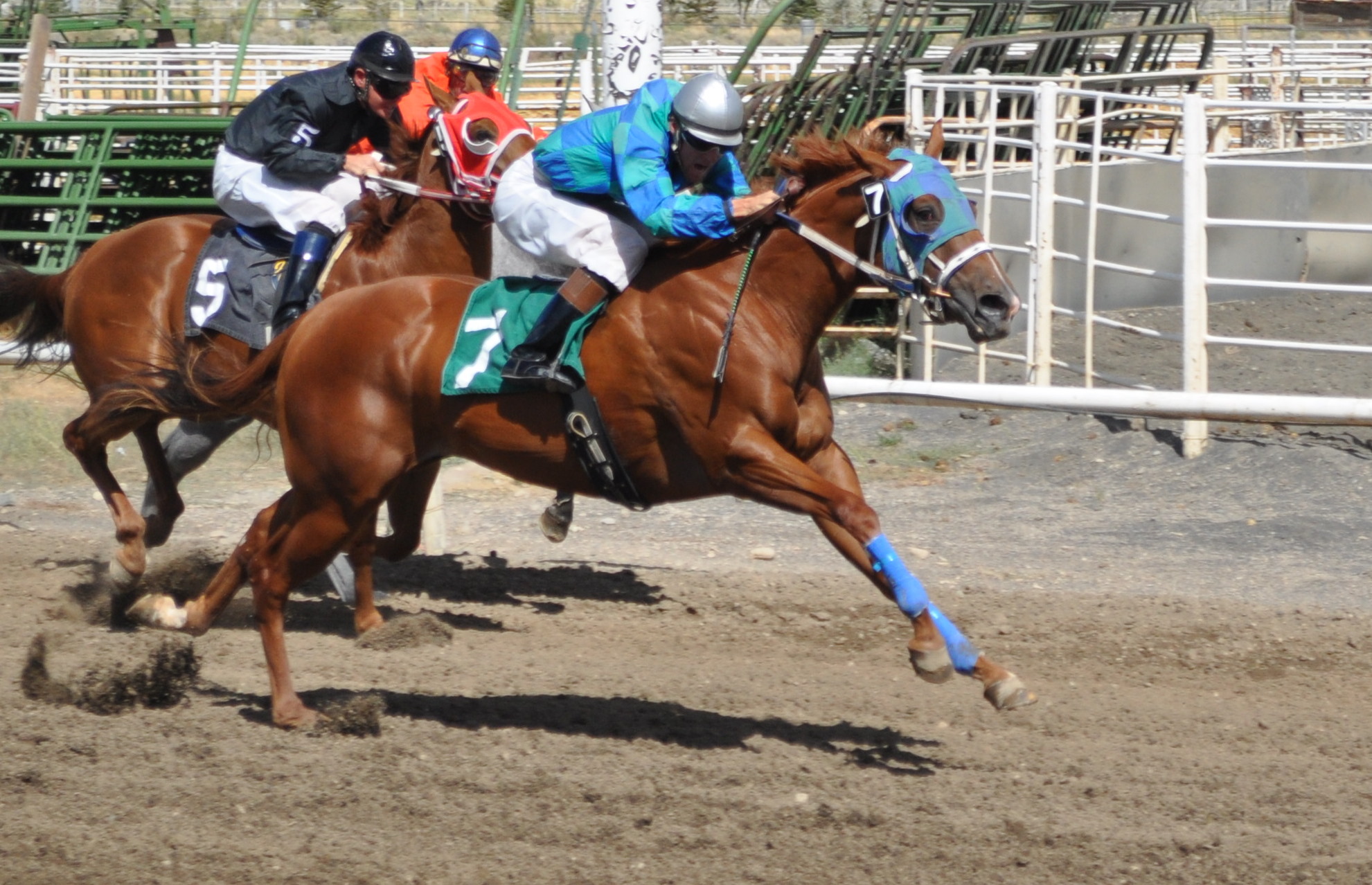 White Pine County Fair Photo