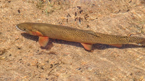 Fly Fishing at Estes Park Mountain shop