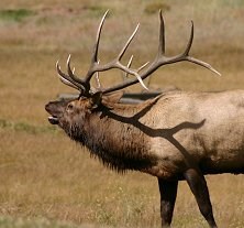 Elk Fest Weekend Photo