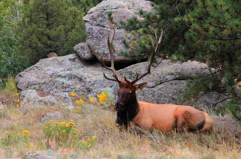 Elk Fest Event at the Estes Park / Rocky Mountain National Park KOA