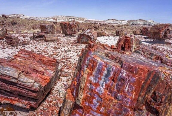 Petrified Forest National Park