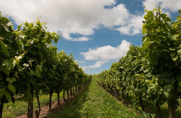 Chateau Morrisette Winery