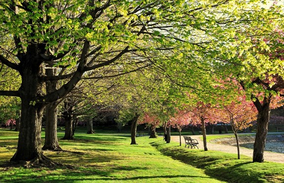 The CSU Arboretum/Woody Plant