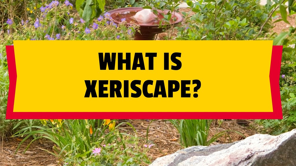 Welcome to our Xeriscape Campground!