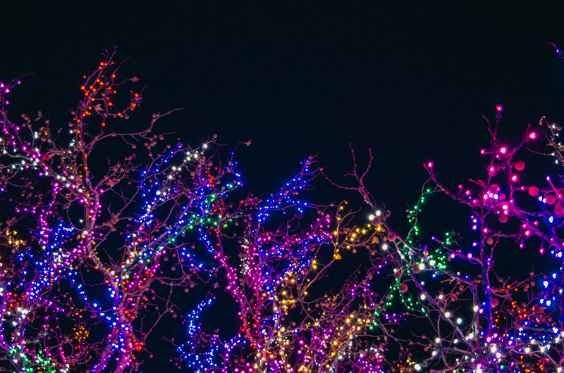 Garden of Lights Photo