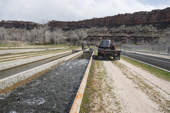 Bellevue-Watson Hatchery