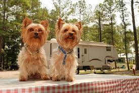Top Tips For Camping With Your Pet