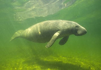 The Manatee Observation