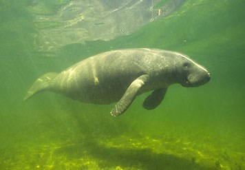 Manatee Center