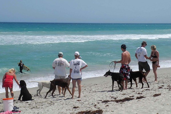 Walton rocks dog beach Photo