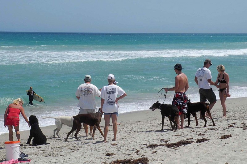 Walton rocks dog beach Photo