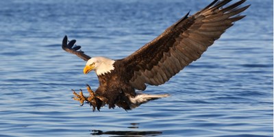 Bald Eagle