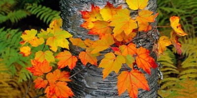 CELEBRATE AUTUMN! 20 % off