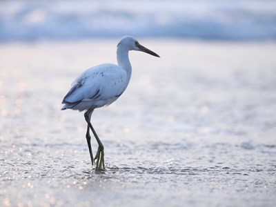A white bird is spotted while bird watching in Galveston on the beach.