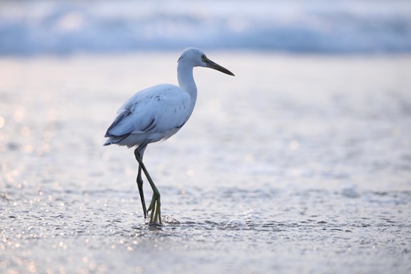 Protected Wildlife Area for Migratory Birds