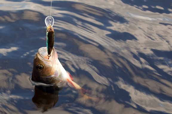 Private Pond for Fishing