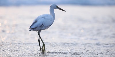 Your Guide to Birding in Galveston, Texas
