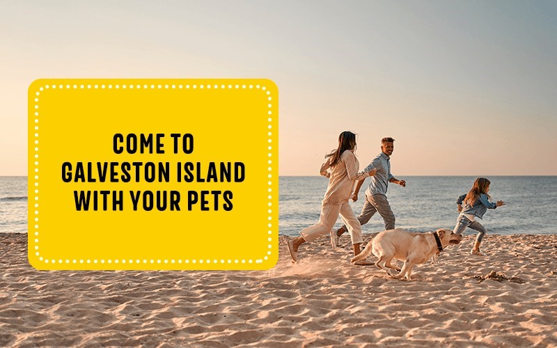 Is Galveston Island Pet-Friendly?