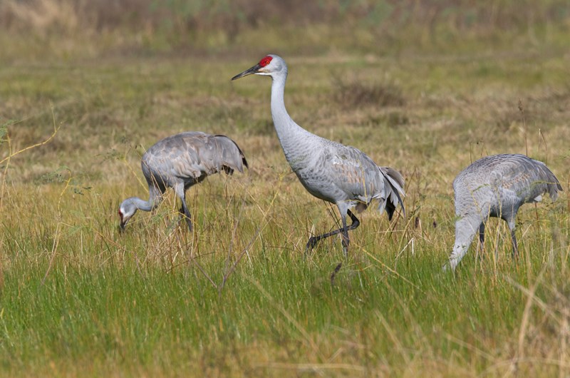 Holiday with the Cranes Photo
