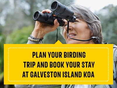 Enjoy birding in Galveston and book your stay at Galveston Island KOA Holiday.