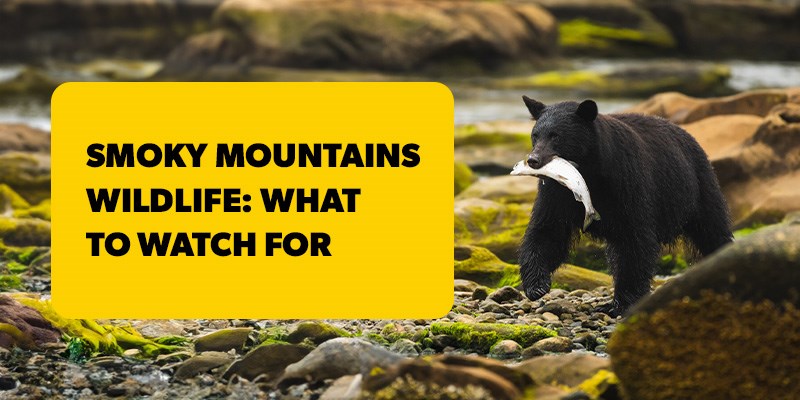 Smoky Mountains Wildlife: What to Watch For