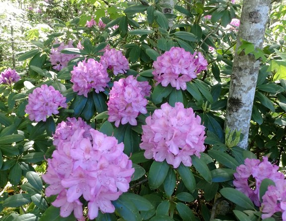 Rhododendron is in bloom right now