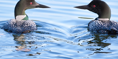 Loons on the Lake