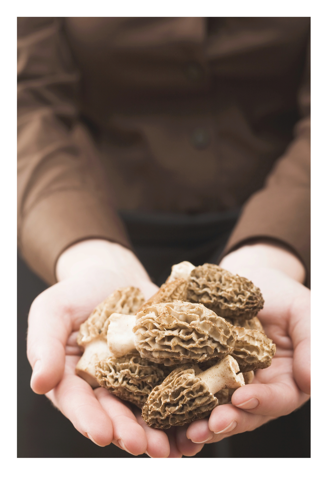 May is for Morels