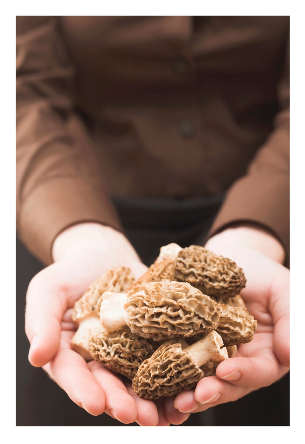 May is for Morels