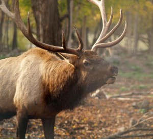 Elk Viewing