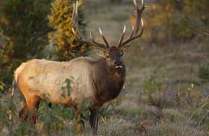 Elk Viewing