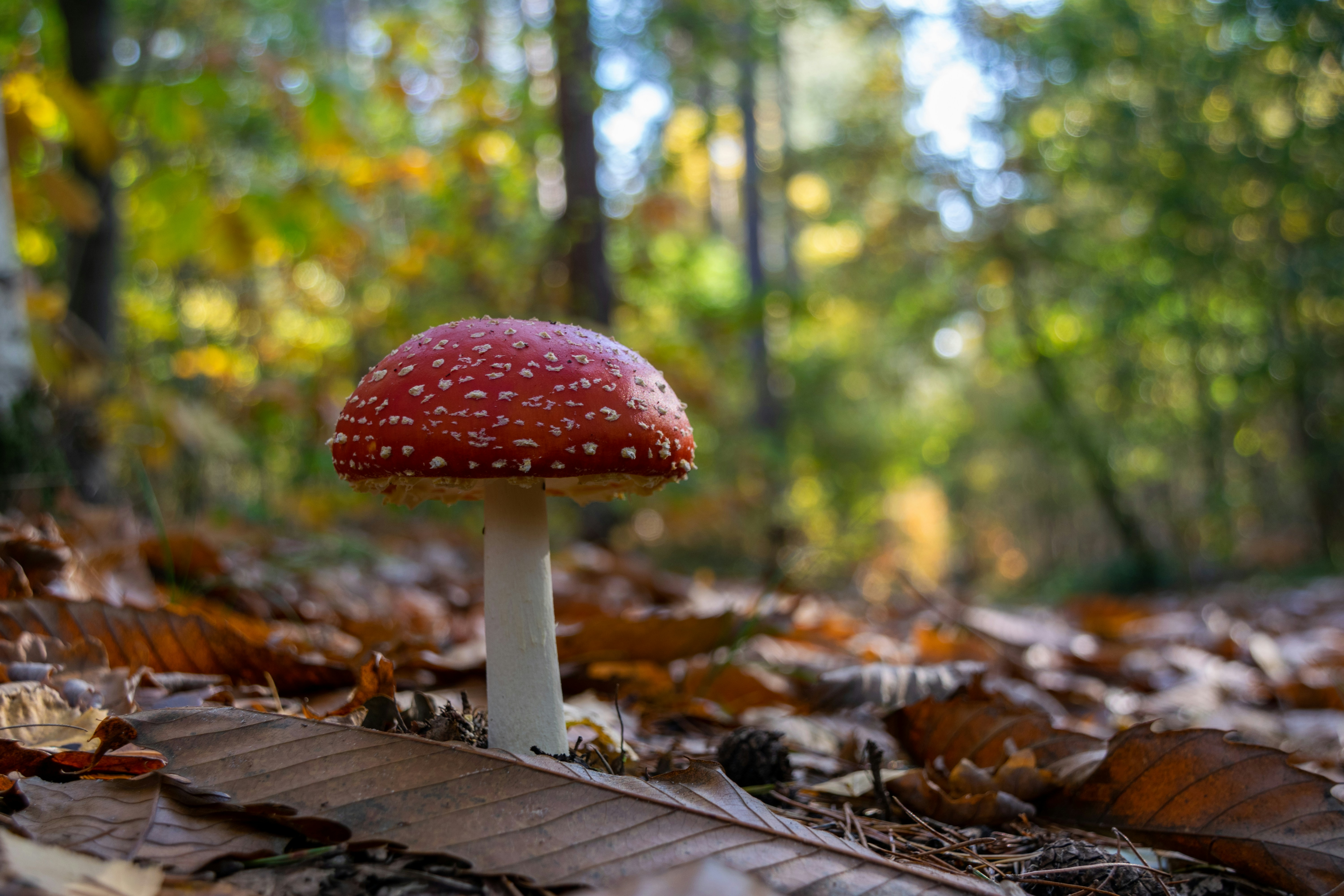 Mushroom Foray at Pigeon River Discovery Center Photo