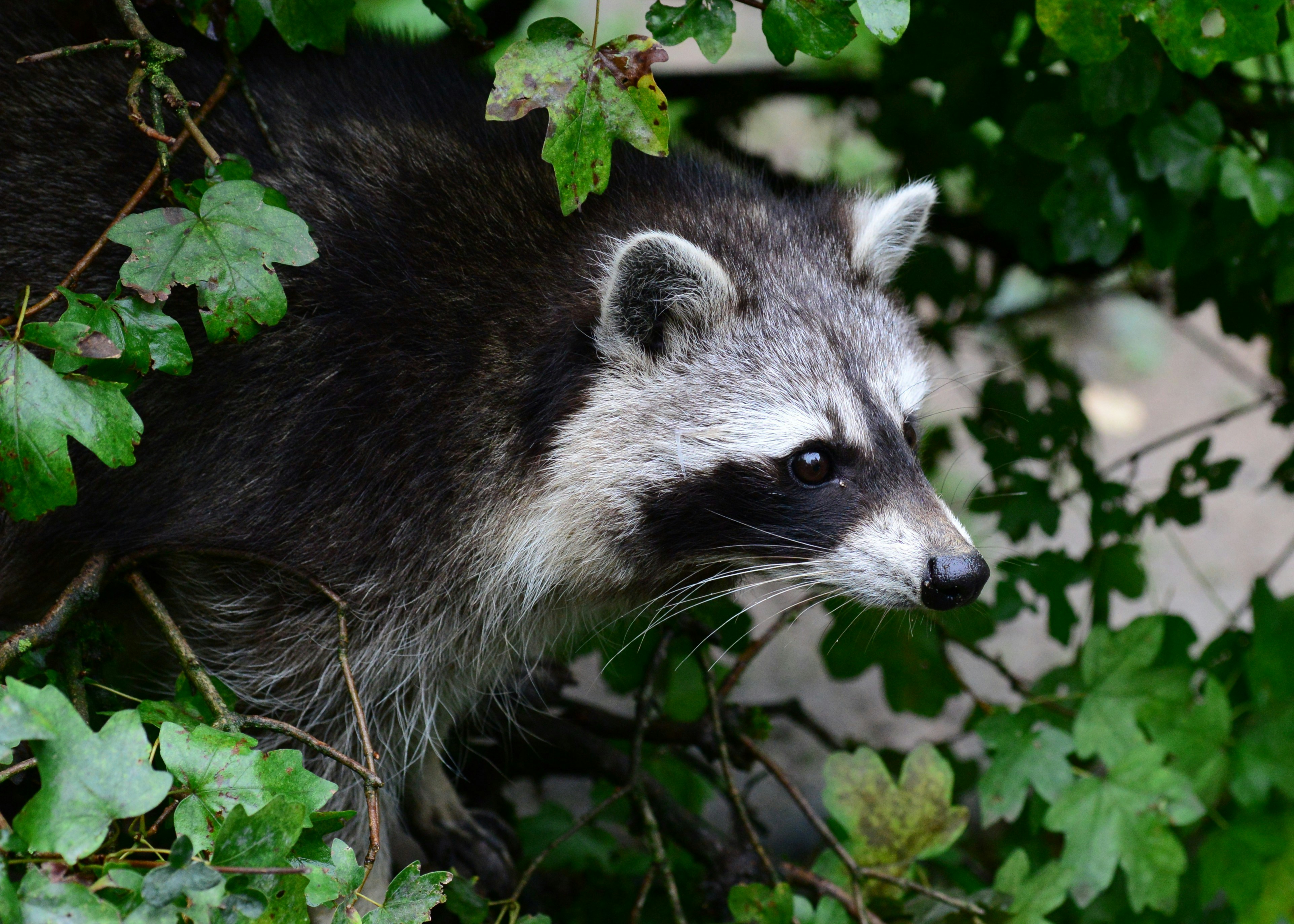 PRC Furbearers at Pigeon River Discovery Center Photo