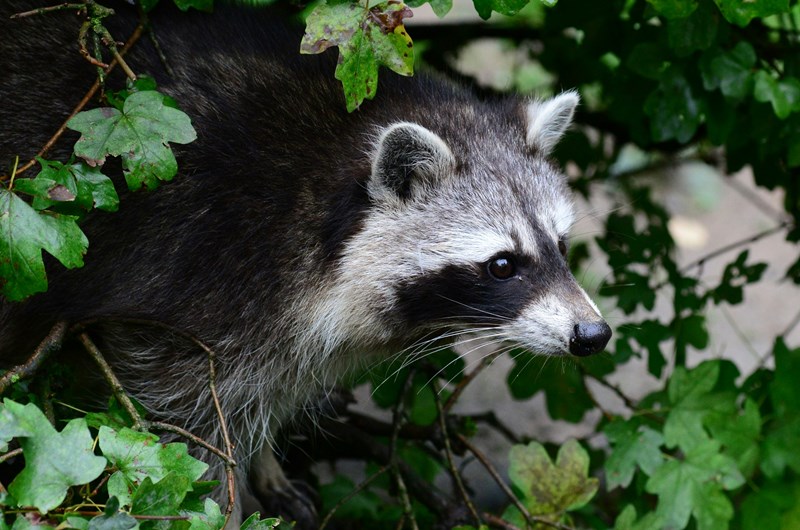 PRC Furbearers at Pigeon River Discovery Center Photo